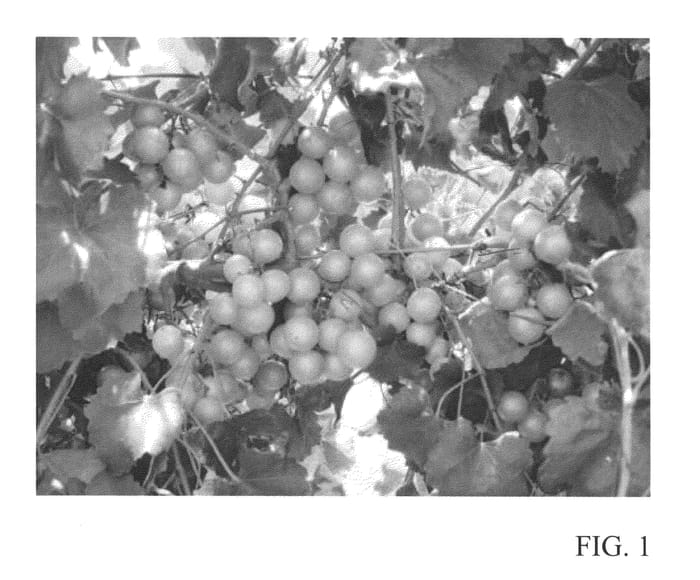 Figure 1 of US plant patent PP27033, the photograph of Ga. 1-1-48 printed in the patent.