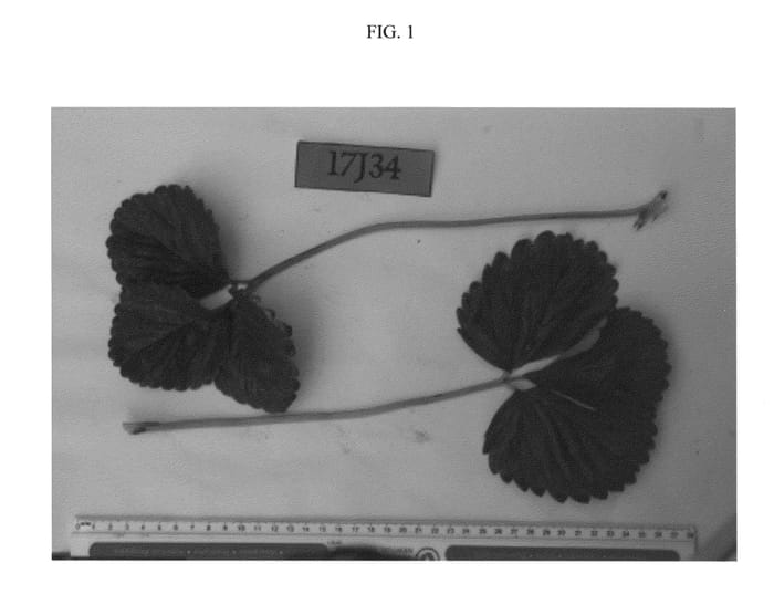 Figure 1 of US plant patent PP27034, the photograph of Scarlet printed in the patent.