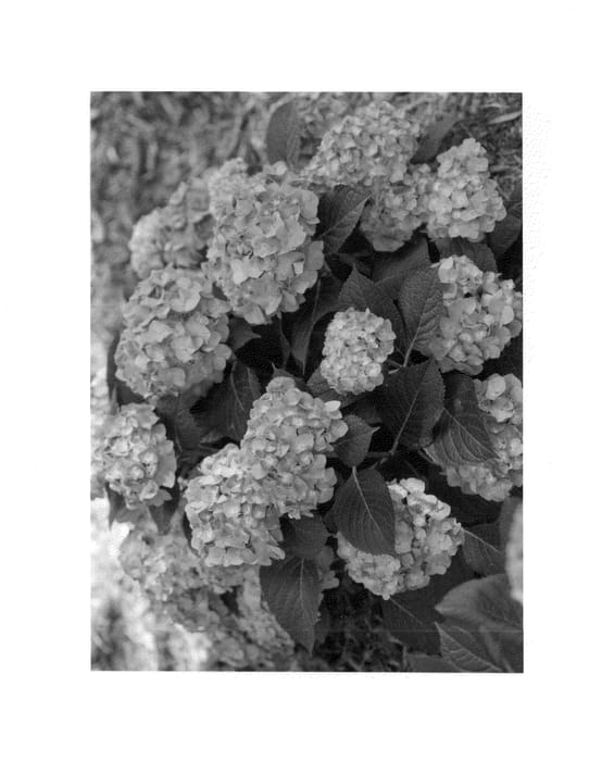 Figure 1 of US plant patent PP27035, the photograph of SMHMTAU printed in the patent.