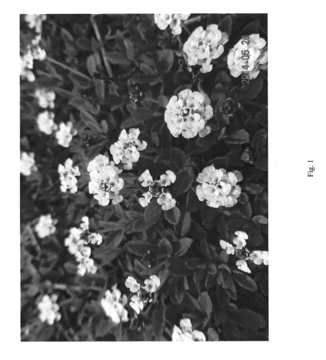 Figure 1 of US plant patent PP27036, the photograph of ECOLOPIA1 printed in the patent.