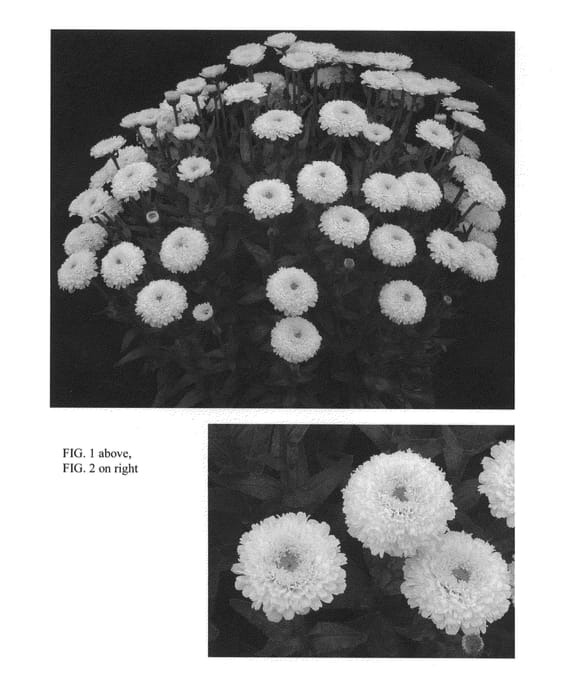 Figure 1 of US plant patent PP27037, the photograph of Luna printed in the patent.