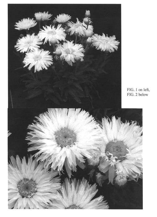 Figure 1 of US plant patent PP27038, the photograph of Belgian Lace printed in the patent.