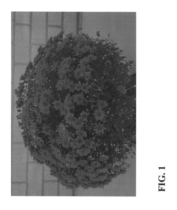 Figure 1 of US plant patent PP27039, the photograph of Zanmugrape printed in the patent.