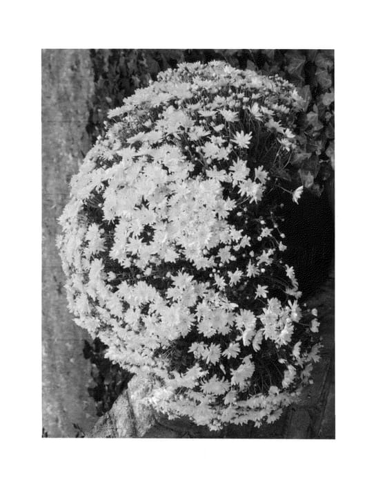 Figure 1 of US plant patent PP27040, the photograph of Radiant Igloo printed in the patent.