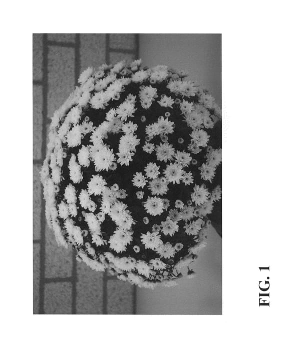 Figure 1 of US plant patent PP27041, the photograph of Zanmuglow Yellow printed in the patent.