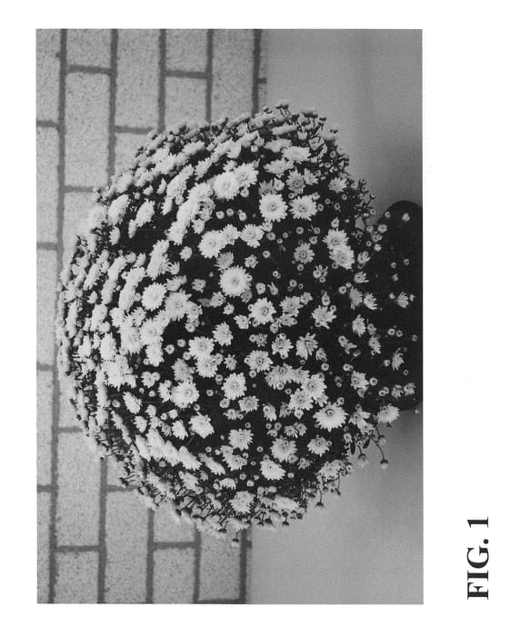 Figure 1 of US plant patent PP27042, the photograph of Zanmucup printed in the patent.