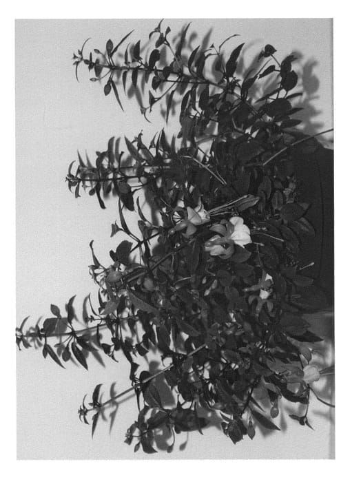 Figure 1 of US plant patent PP27043, the photograph of FWURW18-0 printed in the patent.