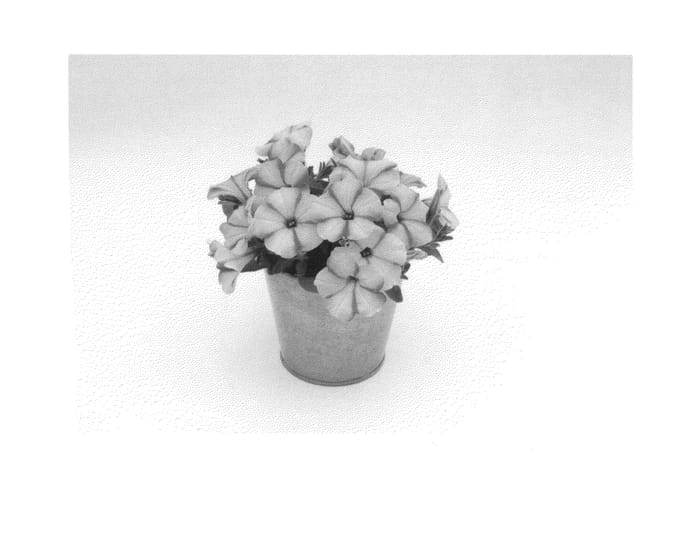 Figure 1 of US plant patent PP27044, the photograph of KLEPH14267 printed in the patent.