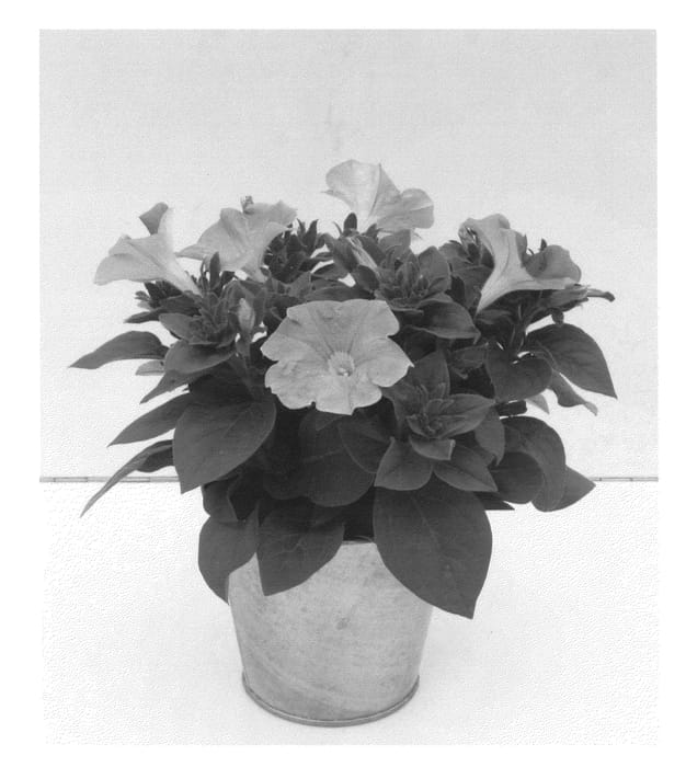 Figure 1 of US plant patent PP27045, the photograph of KLEPH14245 printed in the patent.