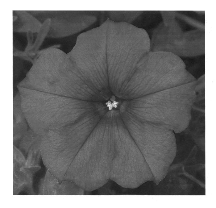 Figure 1 of US plant patent PP27046, the photograph of KLEPH14248 printed in the patent.