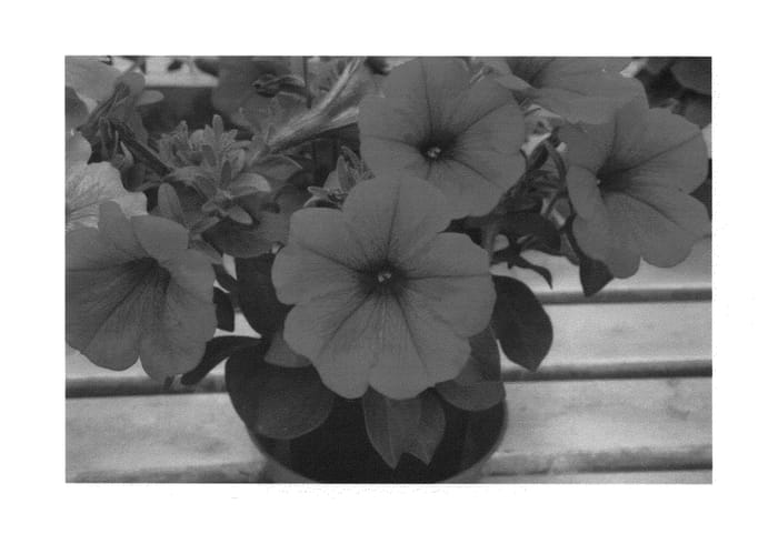 Figure 1 of US plant patent PP27047, the photograph of KLEPH14255 printed in the patent.