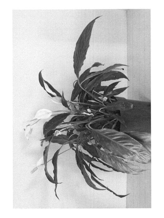 Figure 1 of US plant patent PP27048, the photograph of SP6531 printed in the patent.