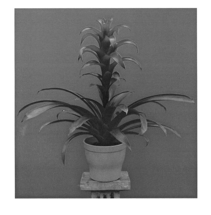 Figure 1 of US plant patent PP27049, the photograph of DURATAT printed in the patent.