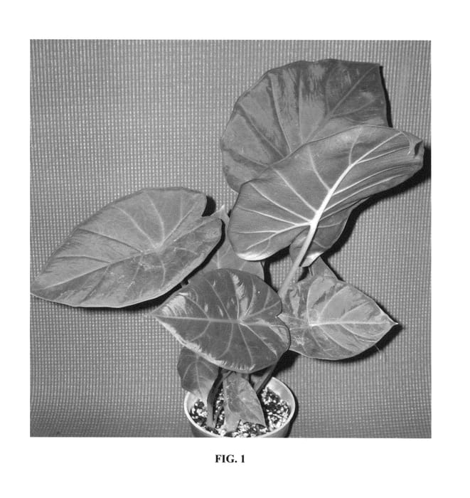 Figure 1 of US plant patent PP27050, the photograph of Regal Shields printed in the patent.