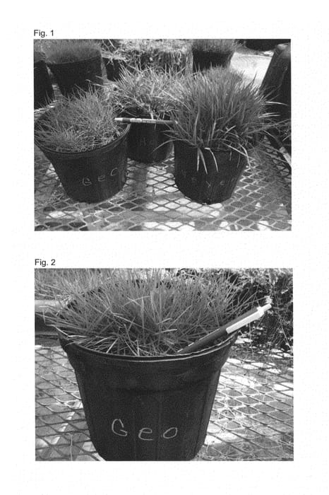 Figure 1 of US plant patent PP27051, the photograph of BK-9 printed in the patent.