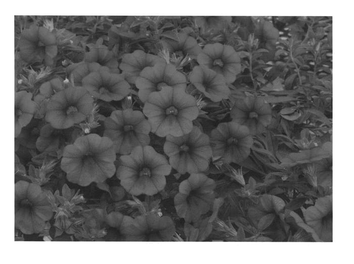 Figure 1 of US plant patent PP27052, the photograph of KLECA13248 printed in the patent.