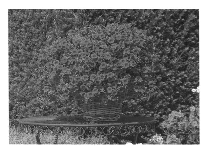 Figure 1 of US plant patent PP27053, the photograph of KLECA14270 printed in the patent.