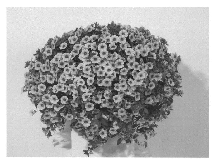 Figure 1 of US plant patent PP27054, the photograph of KLECA13244 printed in the patent.