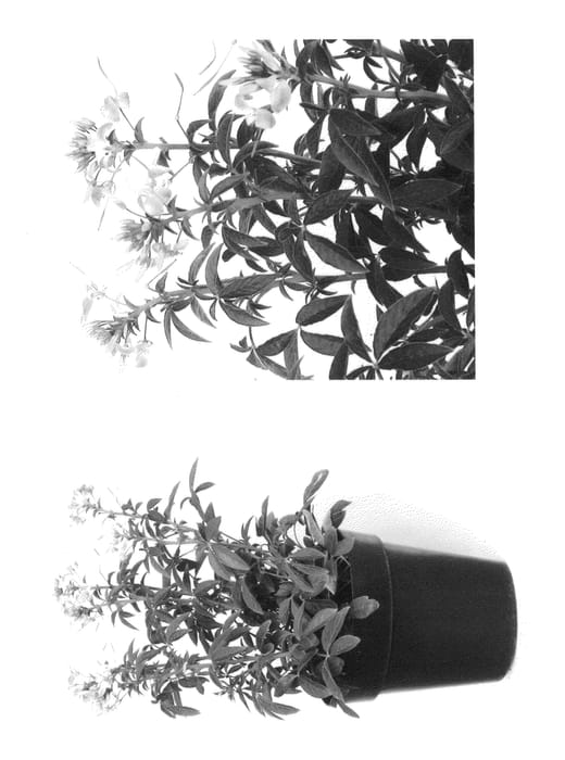 Figure 1 of US plant patent PP27055, the photograph of Inclesrcar printed in the patent.