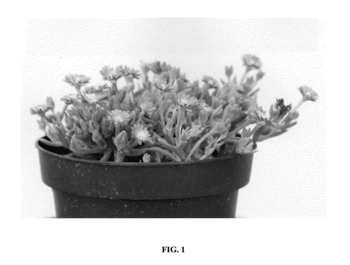 Figure 1 of US plant patent PP27056, the photograph of DSAB13-1 printed in the patent.