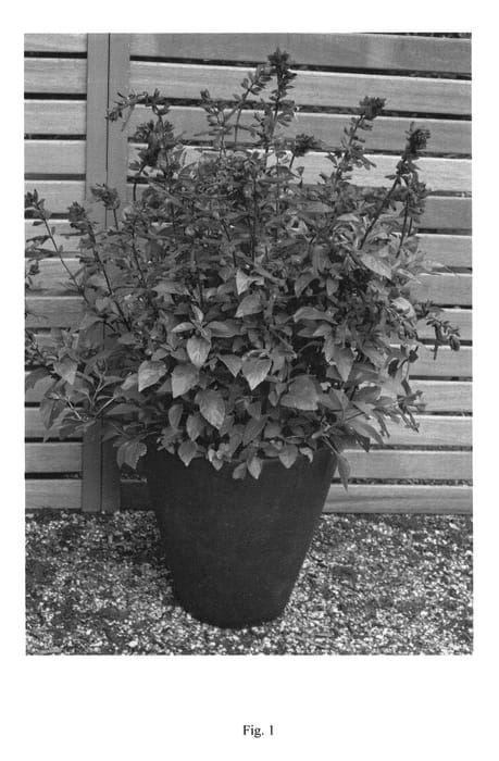 Figure 1 of US plant patent PP27057, the photograph of SER-WISH printed in the patent.