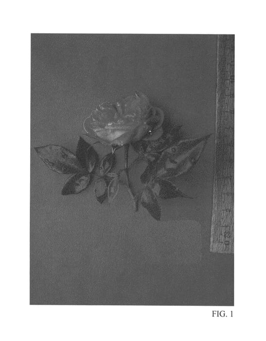 Figure 1 of US plant patent PP27058, the photograph of Tan07877 printed in the patent.