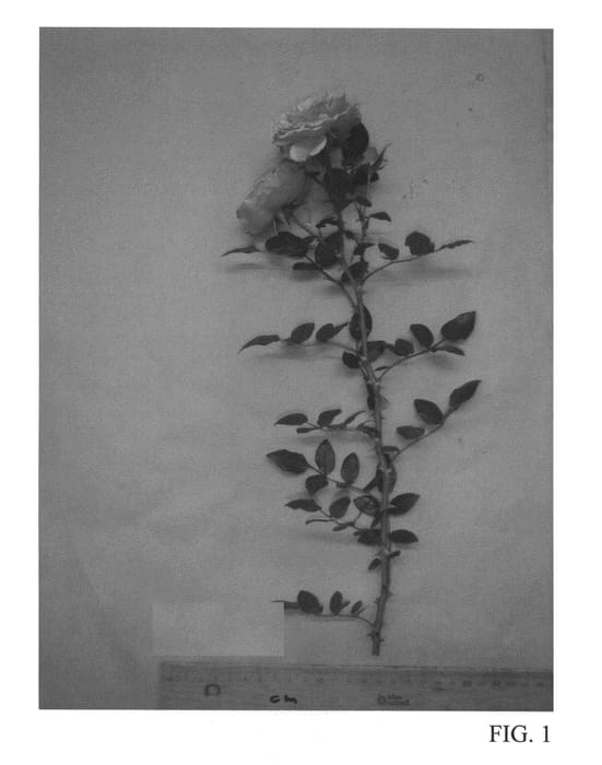 Figure 1 of US plant patent PP27059, the photograph of Tan07891 printed in the patent.