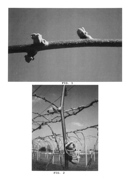 Figure 1 of US plant patent PP27060, the photograph of AC1536 printed in the patent.