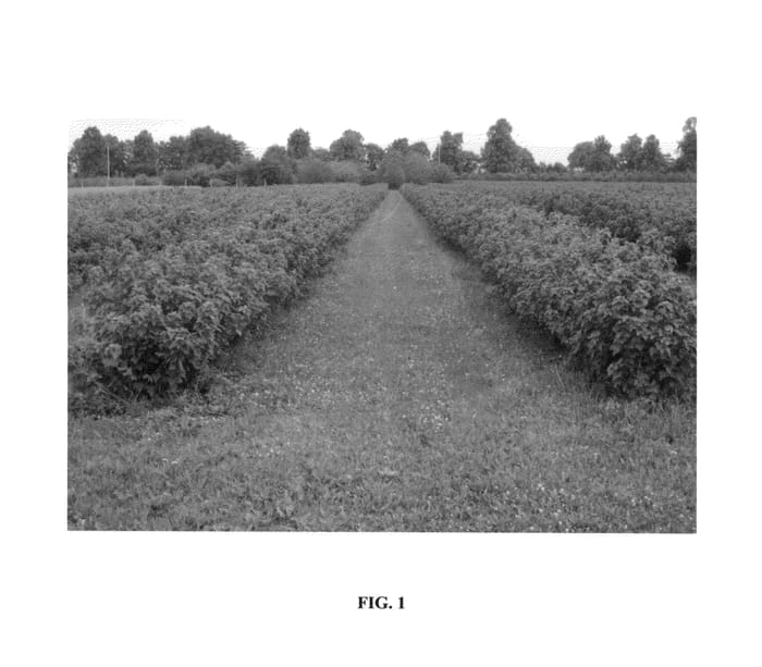 Figure 1 of US plant patent PP27061, the photograph of Polares printed in the patent.