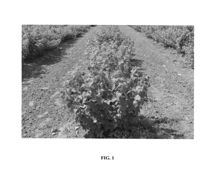 Figure 1 of US plant patent PP27062, the photograph of Tihope printed in the patent.