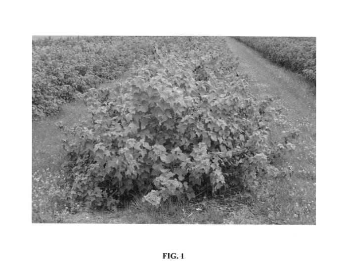 Figure 1 of US plant patent PP27063, the photograph of Gofert printed in the patent.