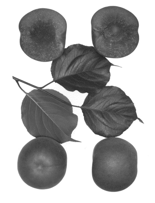 Figure 1 of US plant patent PP27064, the photograph of Bella Baby printed in the patent.