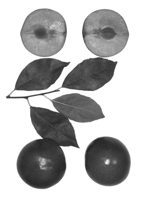 Figure 1 of US plant patent PP27065, the photograph of Autumn Fritz printed in the patent.