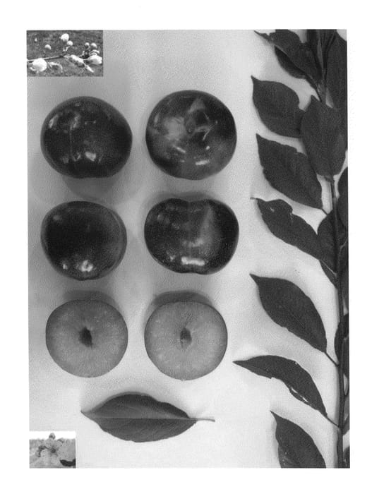 Figure 1 of US plant patent PP27066, the photograph of Plumred XI printed in the patent.