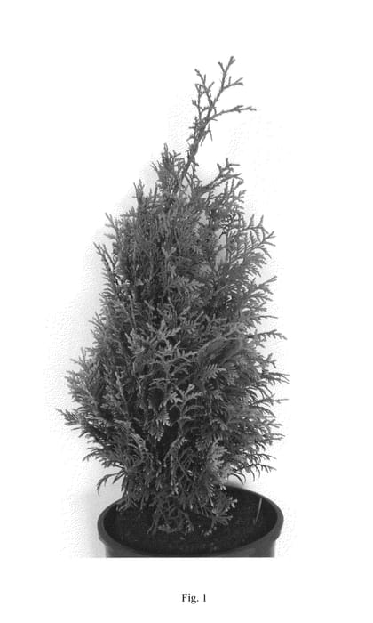 Figure 1 of US plant patent PP27067, the photograph of MonRig printed in the patent.