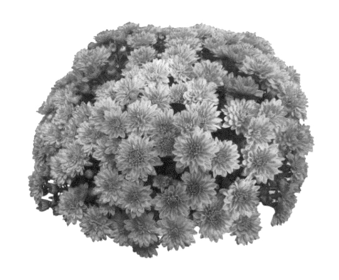 Figure 1 of US plant patent PP27068, the photograph of FIMMDAYPI printed in the patent.
