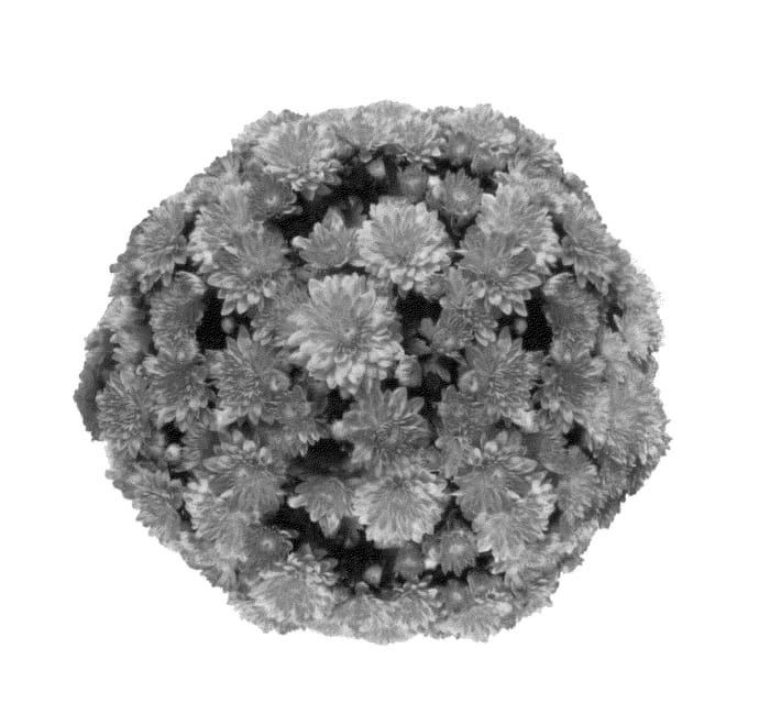 Figure 1 of US plant patent PP27069, the photograph of Fimmsunpiyelglow printed in the patent.