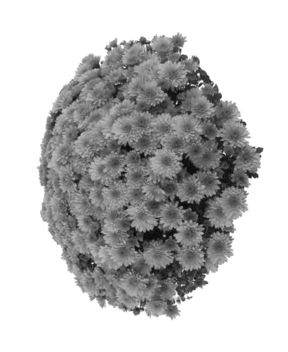 Figure 1 of US plant patent PP27070, the photograph of Fimmerbrobico printed in the patent.