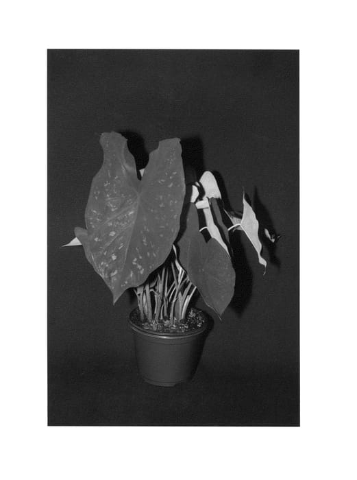 Figure 1 of US plant patent PP27071, the photograph of Burning Heart printed in the patent.