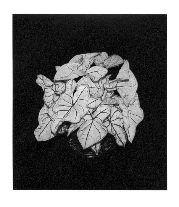 Figure 1 of US plant patent PP27072, the photograph of Snow Drift printed in the patent.