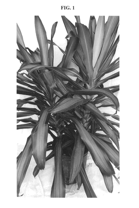 Figure 1 of US plant patent PP27073, the photograph of EVE printed in the patent.
