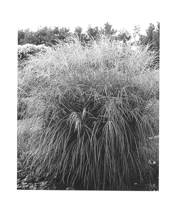 Figure 1 of US plant patent PP27074, the photograph of Oktoberfest printed in the patent.