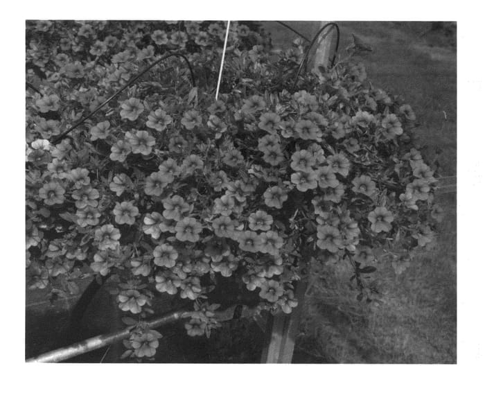 Figure 1 of US plant patent PP27075, the photograph of KLECA14265 printed in the patent.