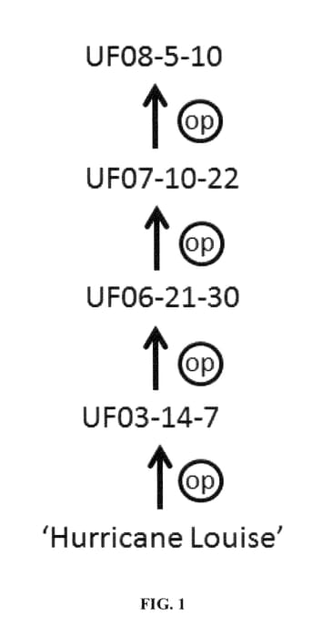 Figure 1 of US plant patent PP27076, the photograph of UF08-5-10 printed in the patent.