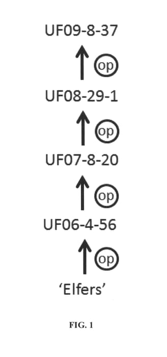 Figure 1 of US plant patent PP27077, the photograph of UF09-8-37 printed in the patent.
