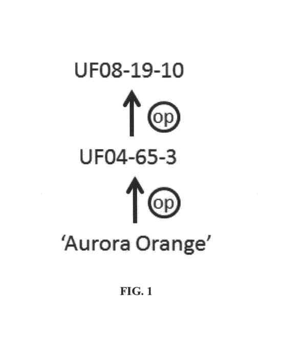 Figure 1 of US plant patent PP27078, the photograph of UF08-19-10 printed in the patent.