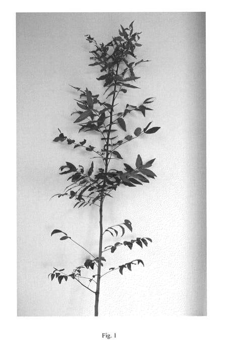 Figure 1 of US plant patent PP27079, the photograph of P.N.B.1 printed in the patent.