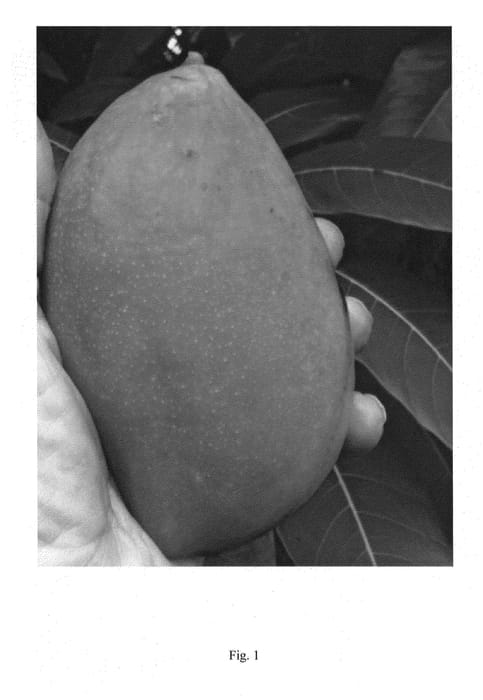 Figure 1 of US plant patent PP27080, the photograph of 201230THOM printed in the patent.