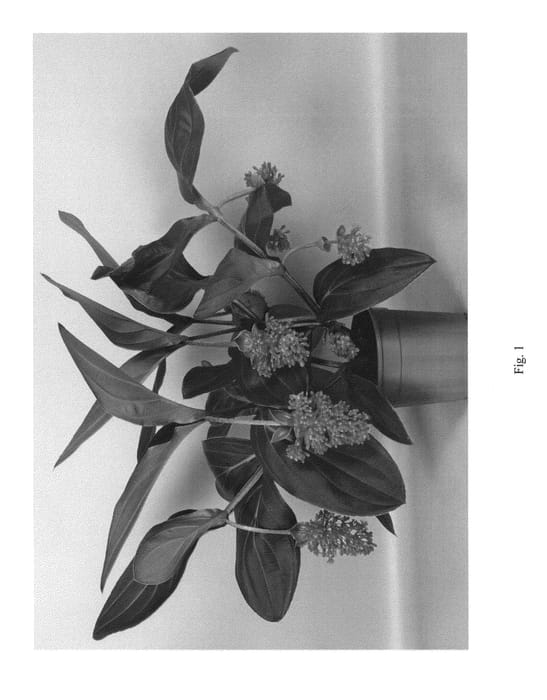 Figure 1 of US plant patent PP27081, the photograph of ROYAL FLAZH printed in the patent.