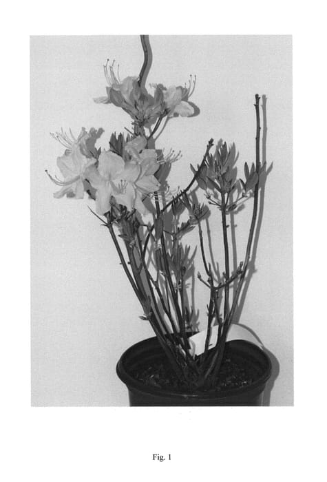 Figure 1 of US plant patent PP27082, the photograph of QBackA printed in the patent.